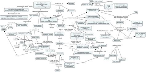 Image result for Module 5 Concept Map Gene Expression