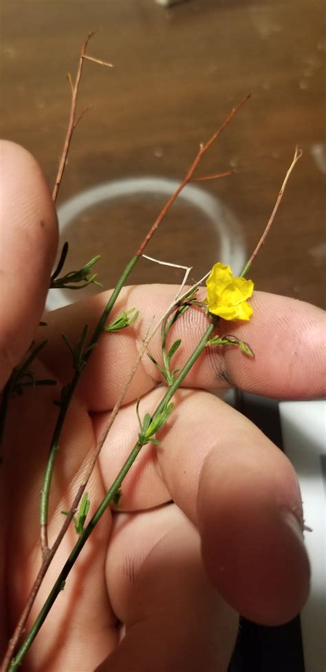 FLR Commands Slaave に対する画像結果