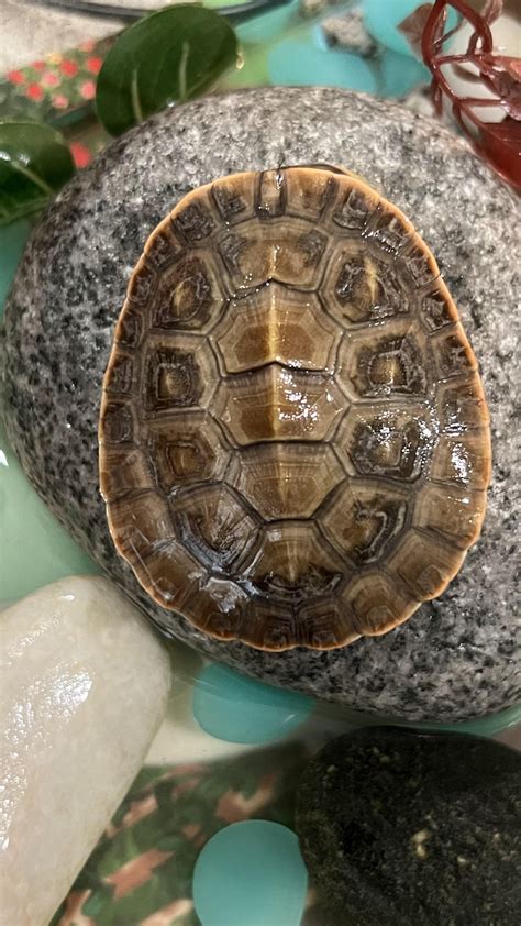 Image result for Yellow Belly Turtle Shell Rot