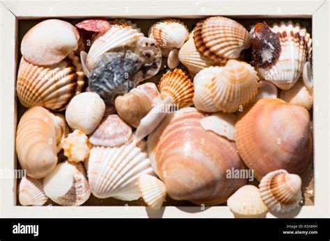 Image result for Sea Shell Shape