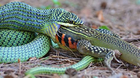Image result for A Python Be Calling Others Snake