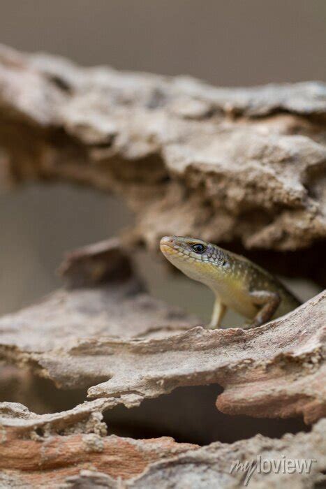 Afbeeldingsresultaten voor Log InDesign Java