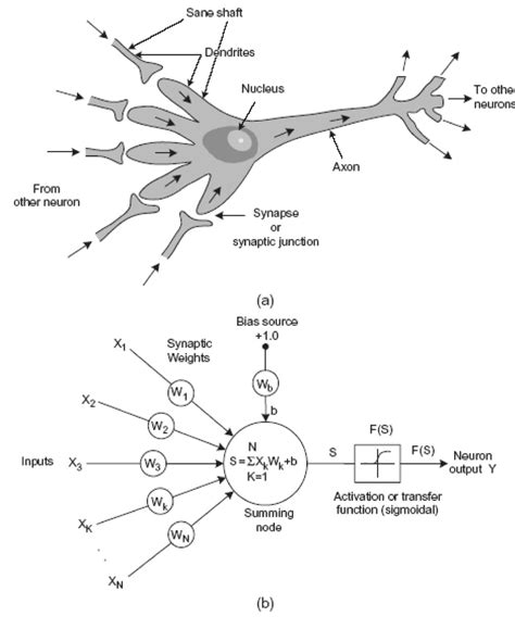 Image result for Biological Neuron Model
