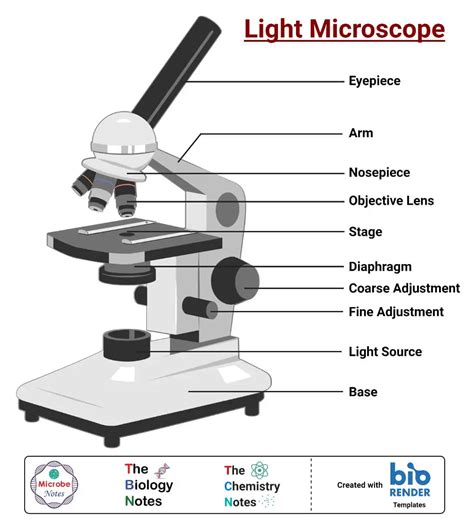Image result for Different Lens On a Microscope Labeled