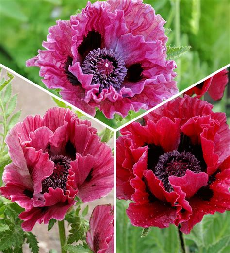 Image result for Poppy Varieties