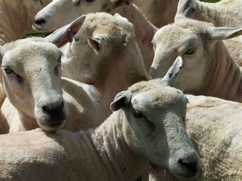 Image result for Shearing Singlets