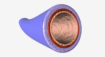 Transverse Section of Vein and Artery に対する画像結果