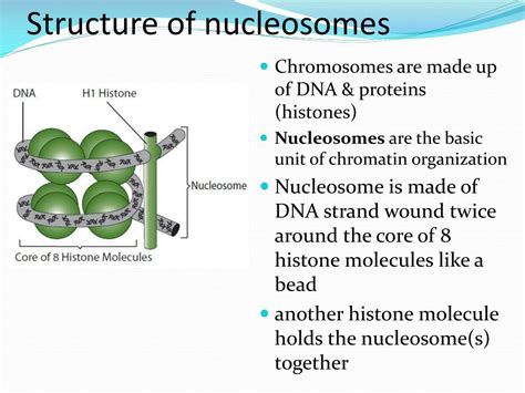 Image result for Parallel DNA Structure
