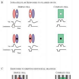 Receptive Field Primary Visual Cortex に対する画像結果