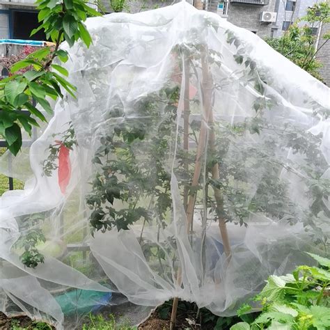 Toradh íomhá ar Single Tree Frame Net