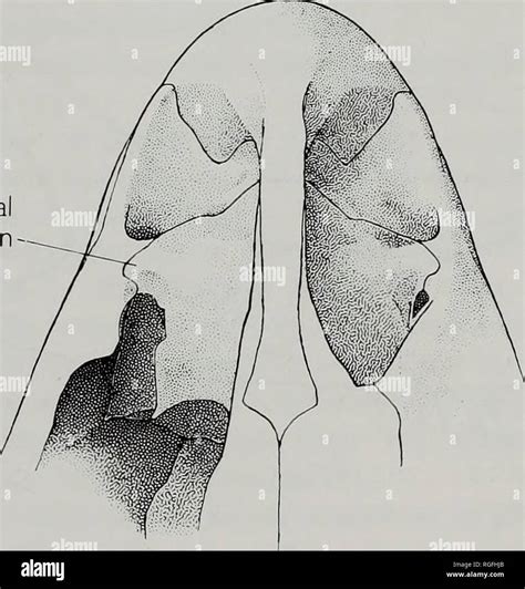 Toradh íomhá ar Dermal Plates