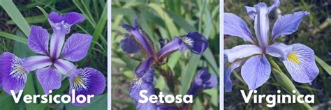 Image result for Classification of Iris Dataset