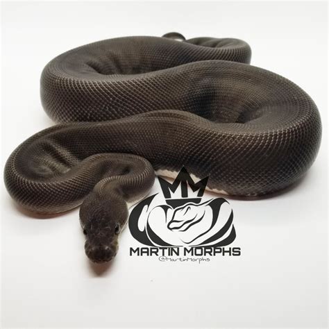 Super Black Pastel 100% Het. Piebald Ball Python by Martin Morphs ...