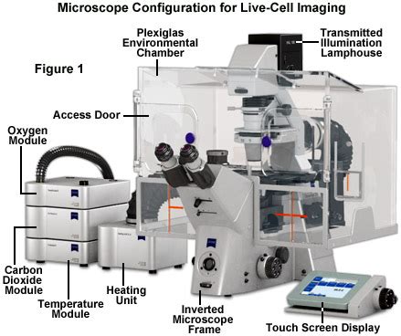 Image result for Only Cells Software for Microscopy
