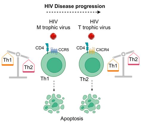 Image result for Th2 Phenotype Diagram