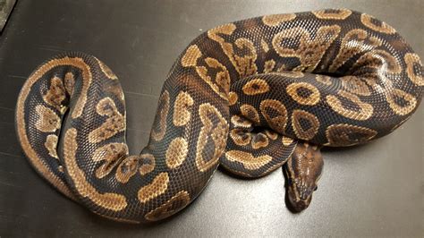 Super Granite Ball Python に対する画像結果