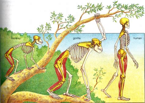 Image result for Human with Monkey Tail