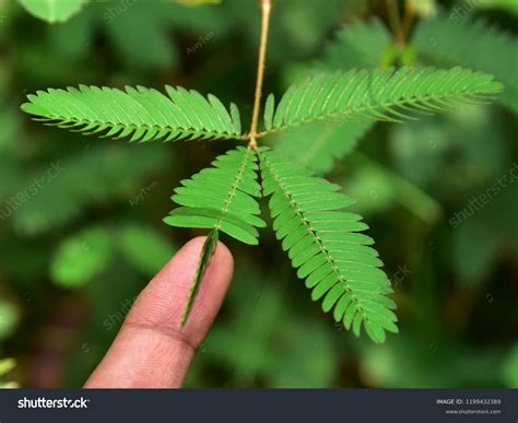 Image result for Mimosa Pudica Royalty Free Images
