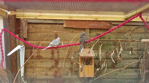 Image result for Dove Aviary