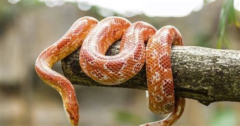 Image result for Python Snake Uncoiled