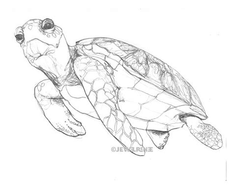 Image result for Real Turtle Drawing