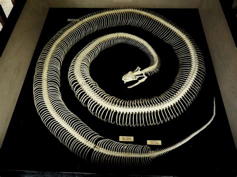 Burmese Python Anatomy に対する画像結果