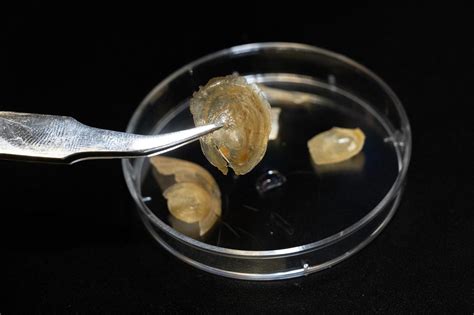 Afbeeldingsresultaten voor Flexible Shell Elements