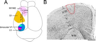 Image result for Mouse V1 Visual Cortex