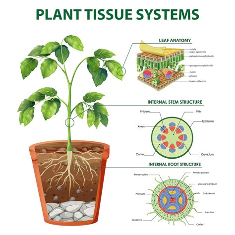 Image result for Flower Root System