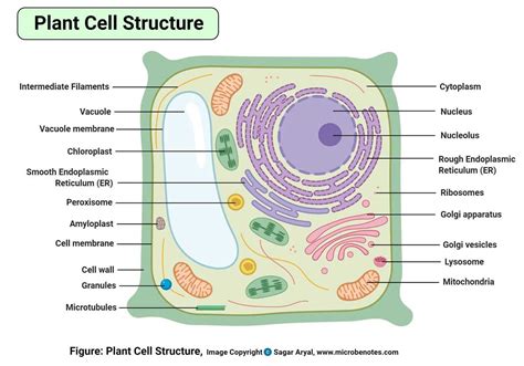Image result for Simple Cell Structure Diagram