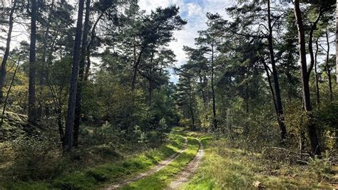 Image result for Leuvenumse Bos