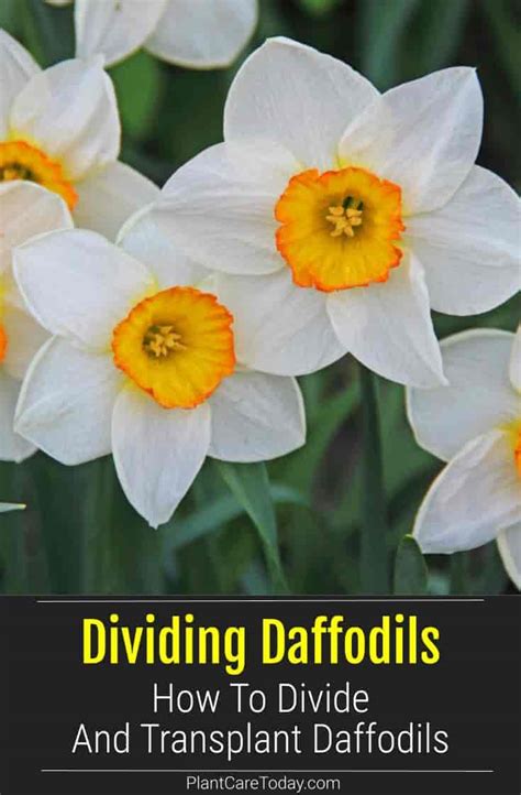 Afbeeldingsresultaten voor How to Replant Daffodil Bulbs