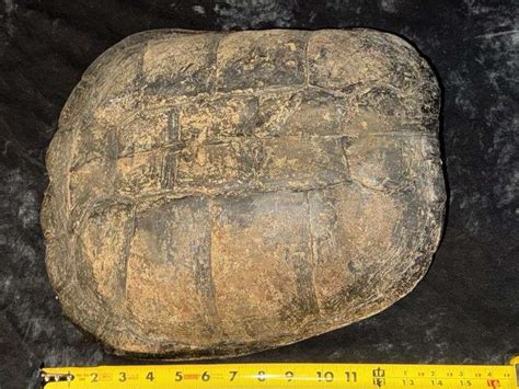 Résultat d’images pour Very Old Snapping Turtle Shell