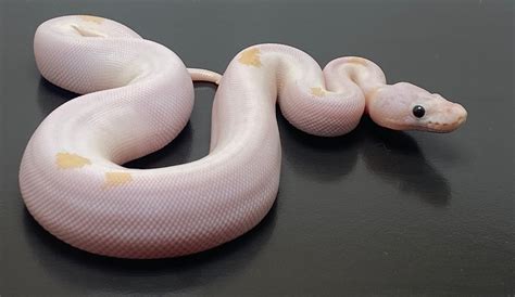 Image result for Fire Python