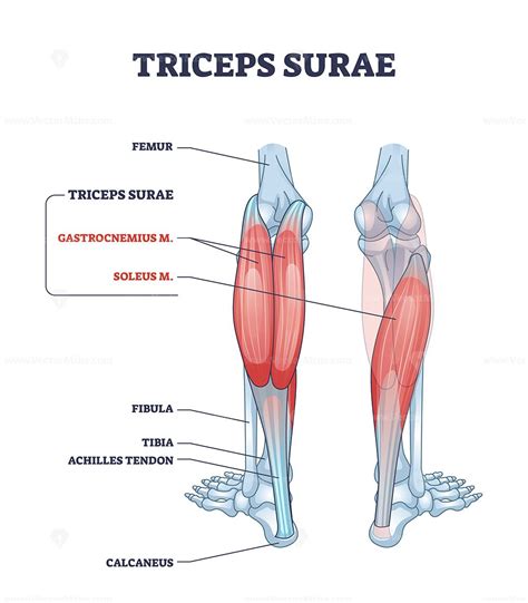 Image result for Triceps Mouse