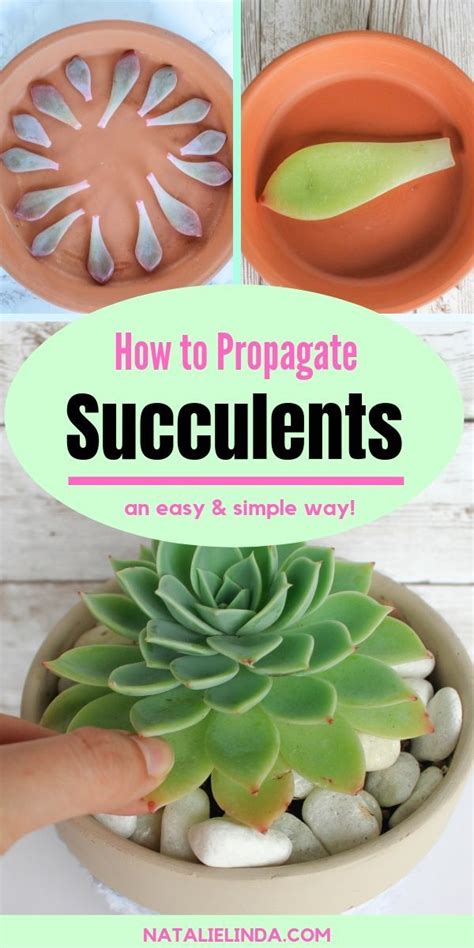 How to Make More Succulents に対する画像結果