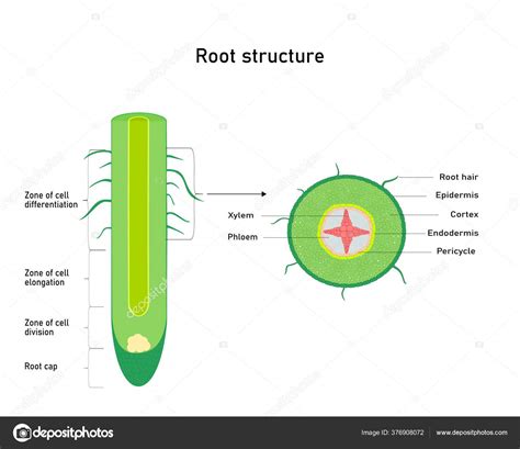 Toradh íomhá ar Root System Labeled