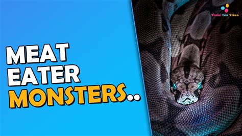 Image result for Python with a Full Stomach Meme