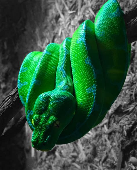 Image result for Python Green Colour Background