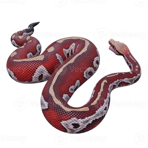 What Is a Matrix Blood Python に対する画像結果