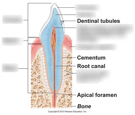 Afbeeldingsresultaten voor Python Tooth Structure