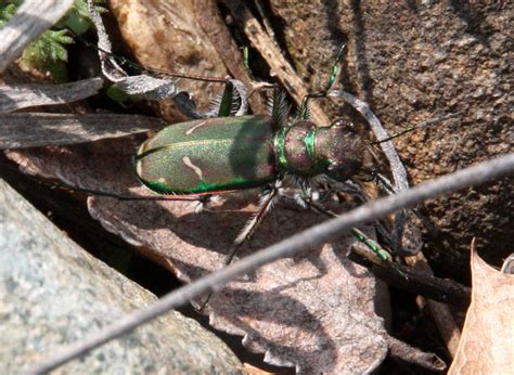 Image result for Python Tiger Beetle