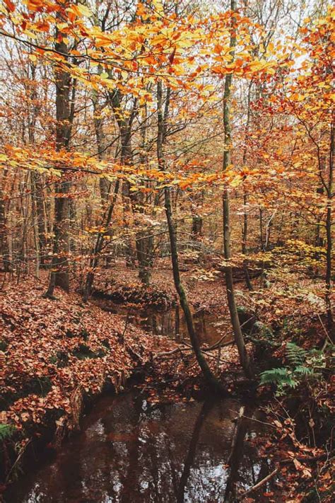 Image result for Leuvenumse Bos