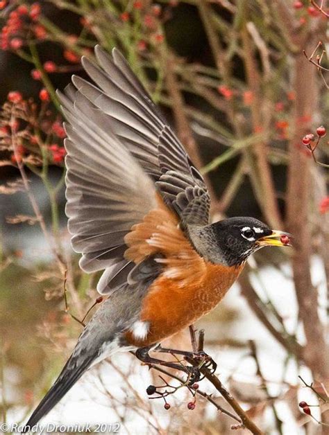 Image result for Robin Flying Back View