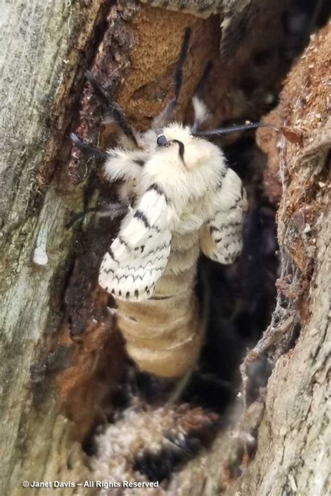 Gypsy Moth in Canada に対する画像結果
