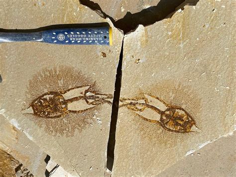 Image result for Selam Fossil