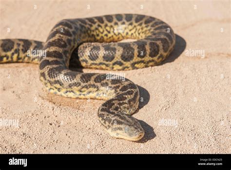 Image result for Desert Python
