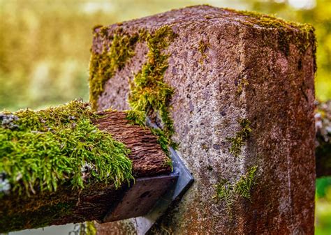 Afbeeldingsresultaten voor Moss and Lichen CN Lookup Table