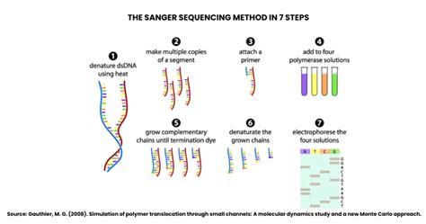 DNA Sequencing Sanger Method に対する画像結果