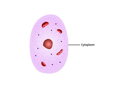 Image result for Cytoplasm Example